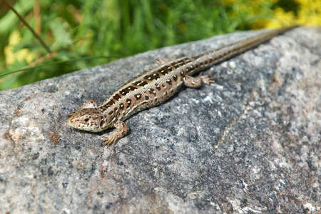 Sand Lizard resting on a rock in the sunの写真素材