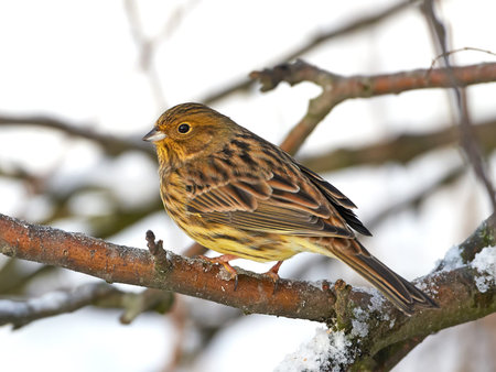 Yellowhammer resting on a branch in its natural habitatの写真素材