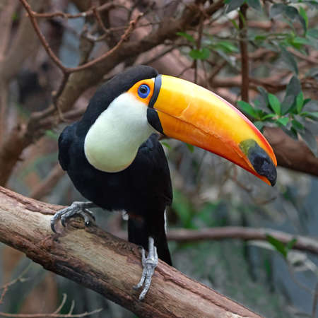 Toco Toucan sitting on a branch in its habitatの写真素材