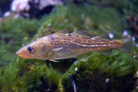 Atlantic cod swimming in its natural habitat