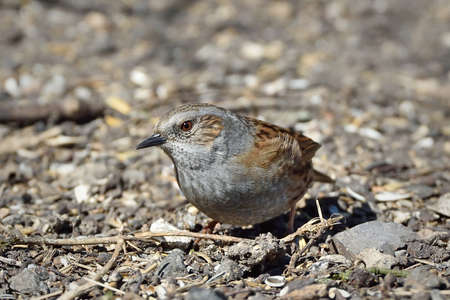 Dunnock looking for food on the ground in its habitatの写真素材