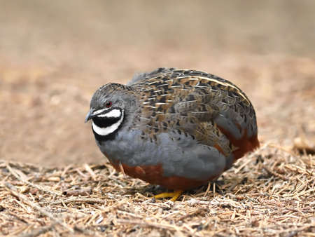 King quail resting on the ground in its habitatの写真素材