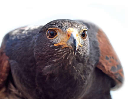 Closeup portrait of the Harris hawk seen from the frontの写真素材