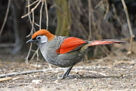 Red-tailed laughingthrush looking for food in its habitatの写真素材