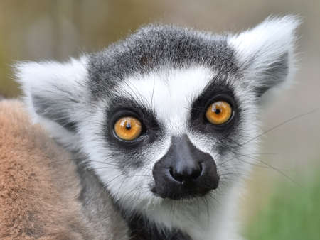 Closeup portrait of the ring tailed lemur seen from the frontの写真素材