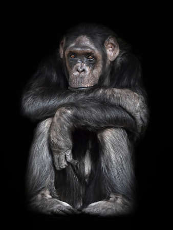Common Chimpanzee sitting down resting and is looking directly in the cameraの写真素材