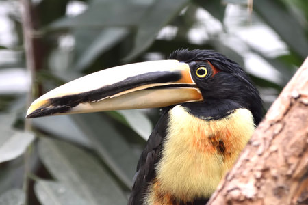 Collared Aracari resting on a branch in its habitatの写真素材