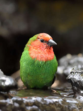 Red throated parrotfinch taking a bath in its habitatの写真素材