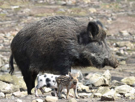 Female Wild boar with her little cubs in their habitatの写真素材