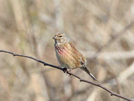 Common Linnet resting on a branch in its natural habitatの写真素材