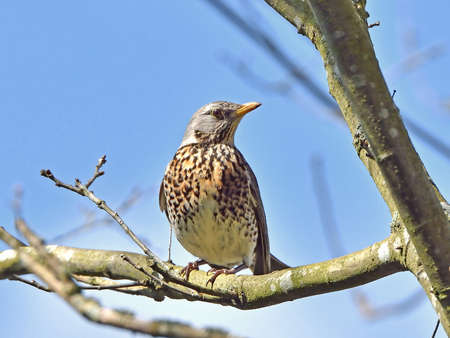 Fieldfare resting on a branch in its natural habitatの写真素材