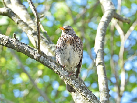 Fieldfare resting on a branch in its natural habitatの写真素材