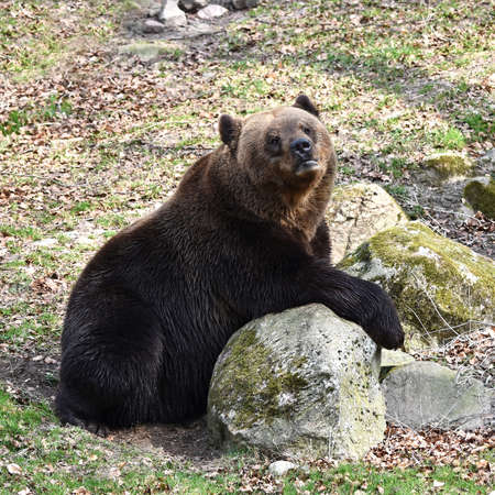 Brown bear resting against rocks in its habitatの写真素材