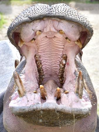 Closeup image of a Hippopotamus with open mouth