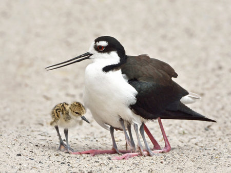 Black-necked stilt lying in the sand with her little babies