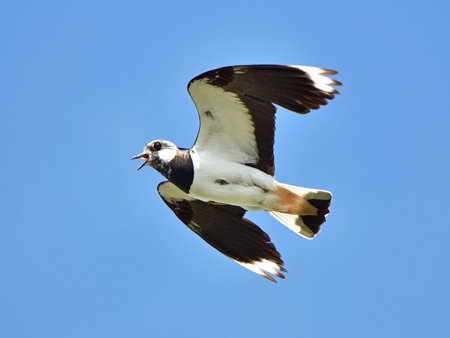 Northern Lapwing in flight with open mouth and blue skies in the backgroundの写真素材