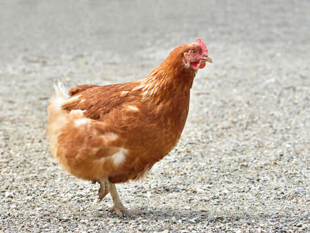 Red domestick chicken walking around in gravel and dirtの写真素材
