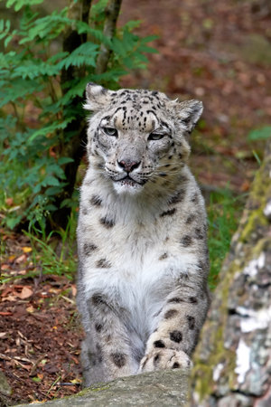 Closeup image of the Snow Leopard resting in it habitatの写真素材
