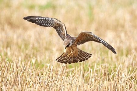 Red footed falcon hunting for insects in a crop fieldの写真素材