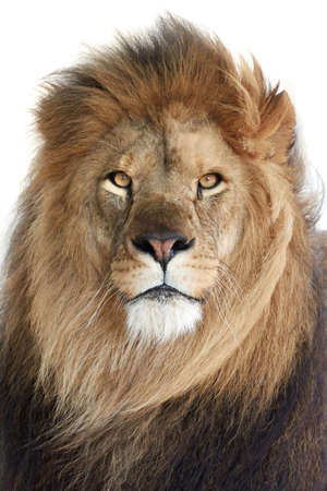 Closeup portrait of the beautiful male Lionの写真素材