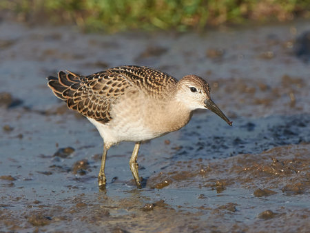Ruff looking for food in the water in its habitatの写真素材