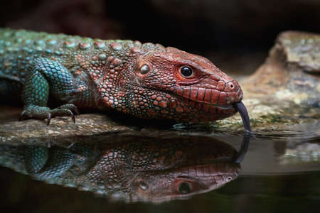 Closeup image of a Northern caiman lizard drinking waterの写真素材