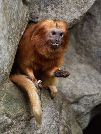 Lion Tamarin resting on rocks in its habitatの写真素材