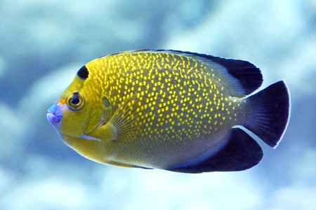 Closeup image of the Goldflake Angelfish seen from the sideの写真素材