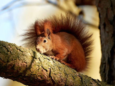 Eurasian red squirrel resting on a branch in its habitat