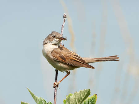 Common Whitethroat with insects in its mouthの写真素材