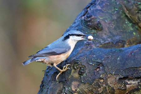 Eurasian nuthatch on a branch with food in its beakの写真素材