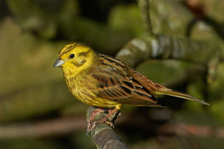 Male Yellowhammer resting on a branch in its natural habitatの写真素材
