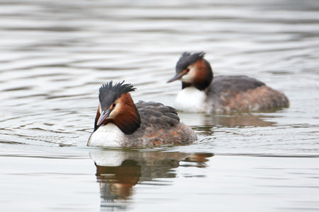 Great crested grebes swimming in their habitatの写真素材