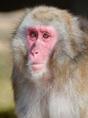 Closeup image of the Japanese macaque in sunshineの写真素材