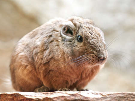 Closeup portrait of the Common gundi sitting on a rockの写真素材