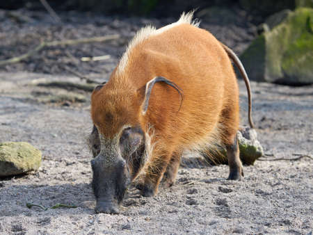 Red river hog looking for food in its habitatの写真素材