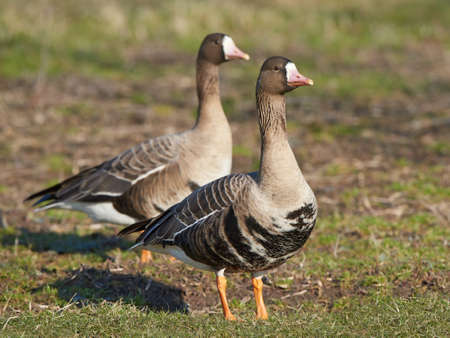 Greater white-fronted geese resting on the ground in grassの写真素材