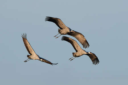 Three common cranes in flight with blue skies in the backgroundの写真素材