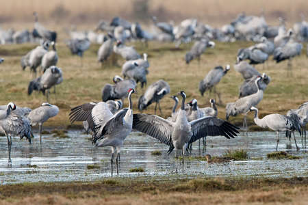 Common cranes dancing and resting in their habitatの写真素材