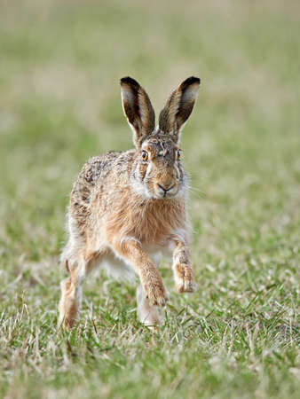 European hare running in its natural habitatの写真素材