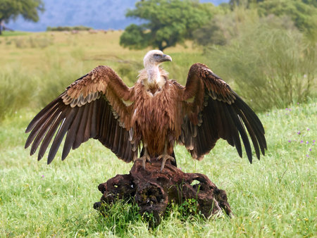 Griffon vulture sitting in its habitat with open wingsの写真素材