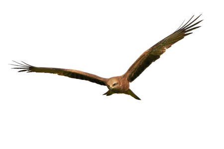 Black kite in flight isolated on a white backgroundの写真素材