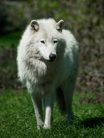Arctic wolf standing in grass in its habitat