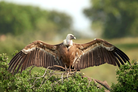 Griffon vultures resting on a branch in its habitatの写真素材