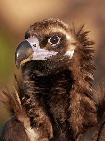 Closeup portrait of a wild eurasian black vultureの写真素材