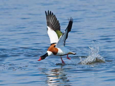 Common shelduck taking of from water in its habitat