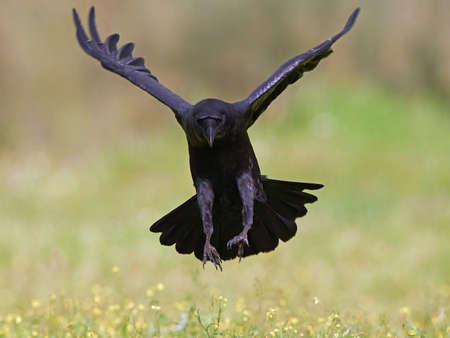 Common raven in flight with vegetation in the backgroundの写真素材