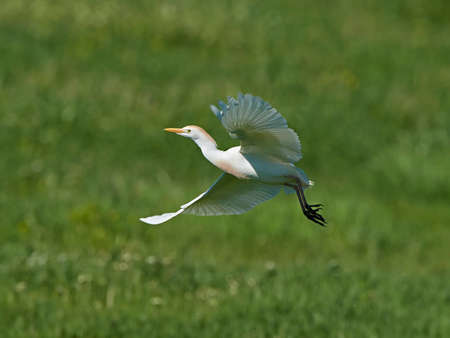 Cattle egret in flight with vegetation in the backgroundの写真素材