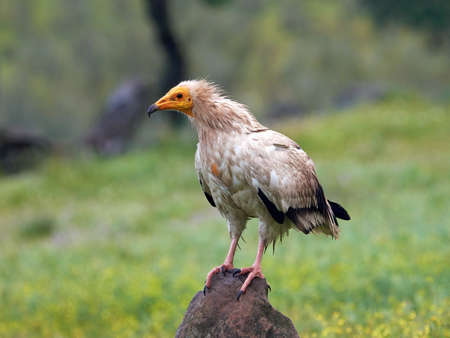 Egyptian vulture standing on a rock in ita habitatの写真素材