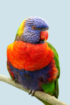 Rainbow lorikeet sitting on a branch in its habitat